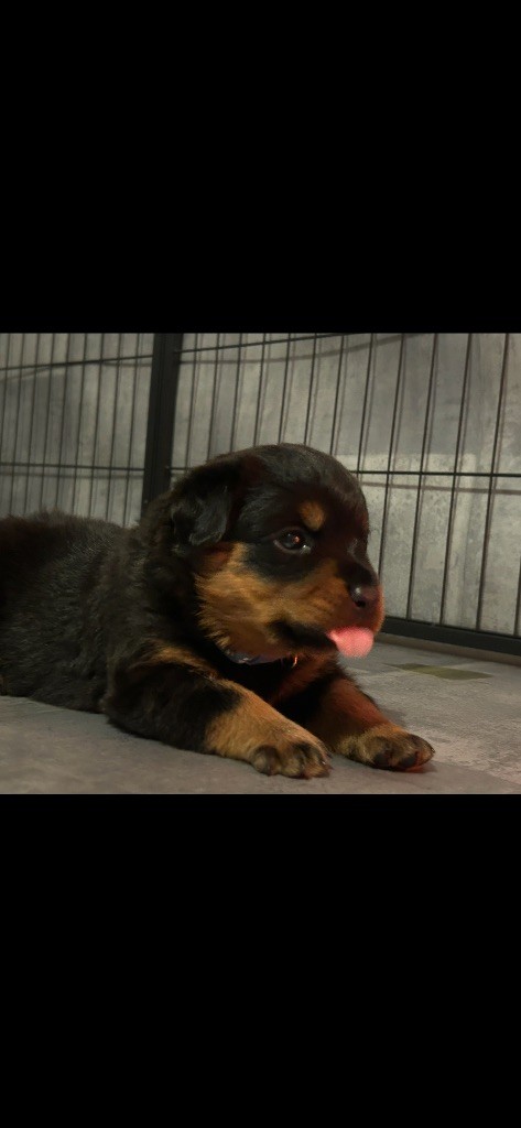 de la Tribu de Rottweil - Chiot disponible  - Rottweiler