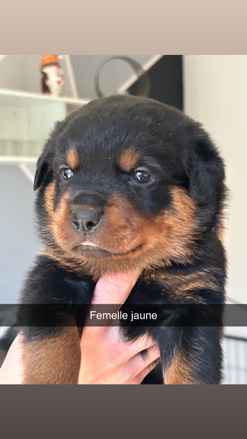 de la Tribu de Rottweil - Chiots disponibles - Rottweiler