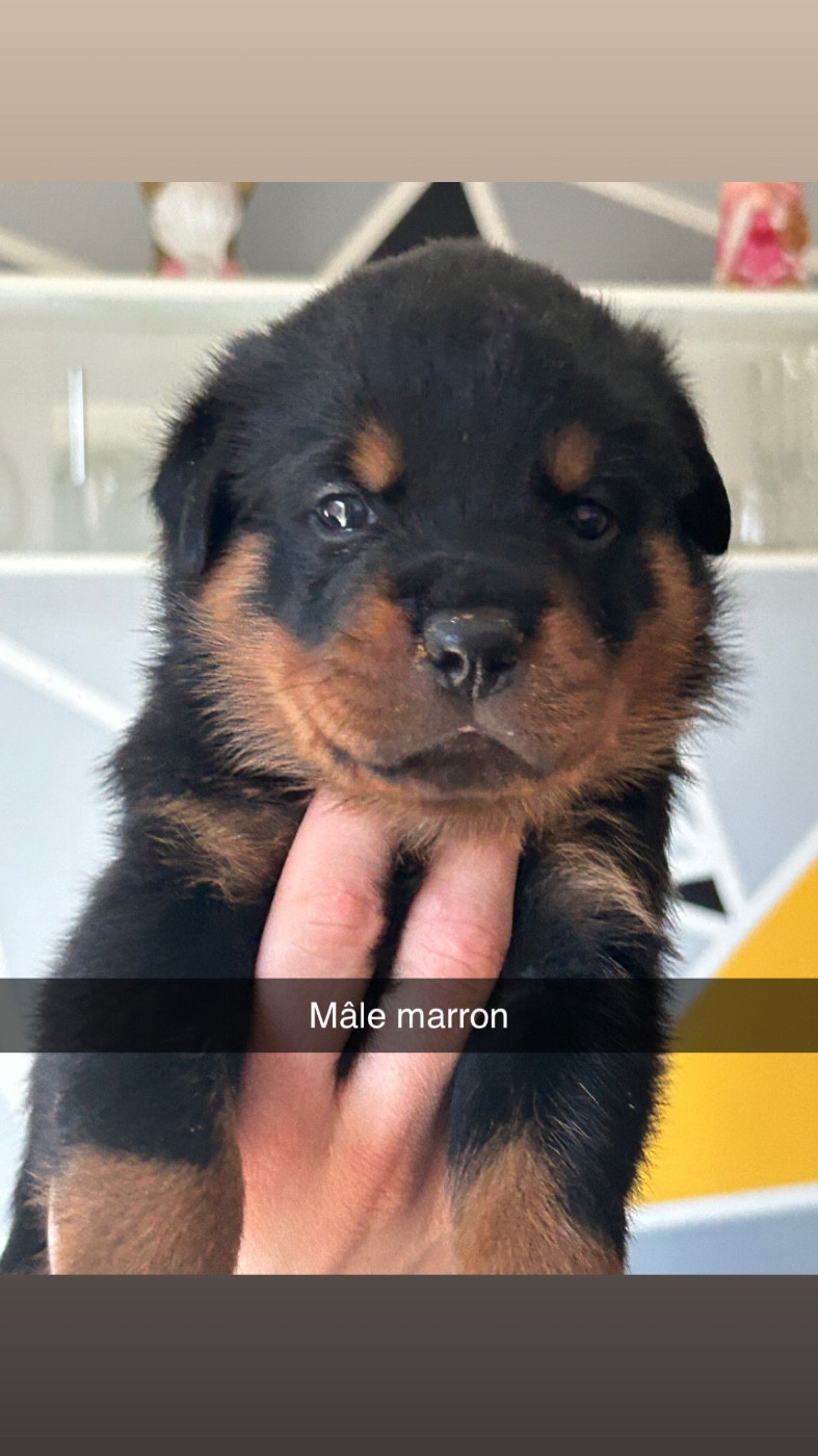 de la Tribu de Rottweil - Chiots disponibles - Rottweiler