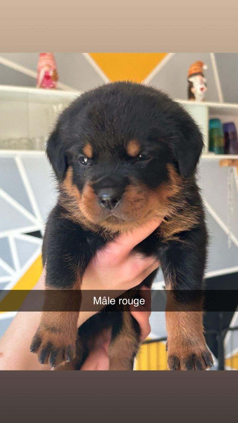 de la Tribu de Rottweil - Chiots disponibles - Rottweiler