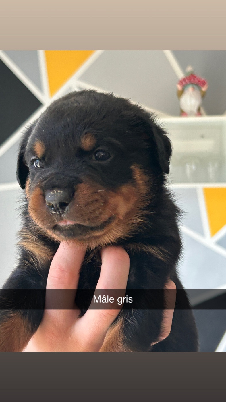 de la Tribu de Rottweil - Chiots disponibles - Rottweiler