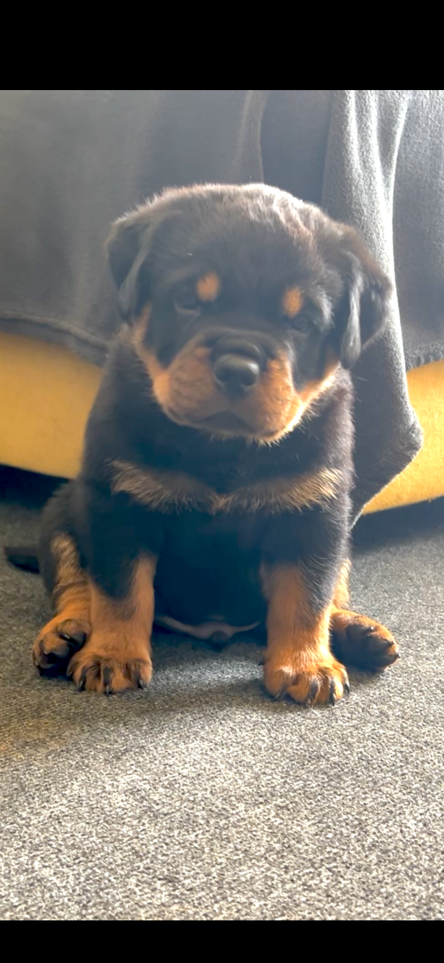 de la Tribu de Rottweil - Chiots disponibles - Rottweiler