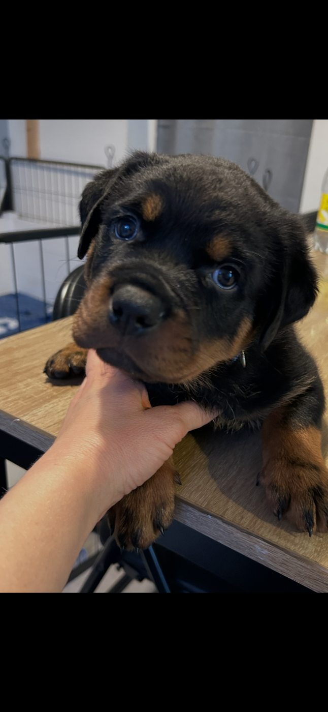 de la Tribu de Rottweil - Chiots disponibles - Rottweiler