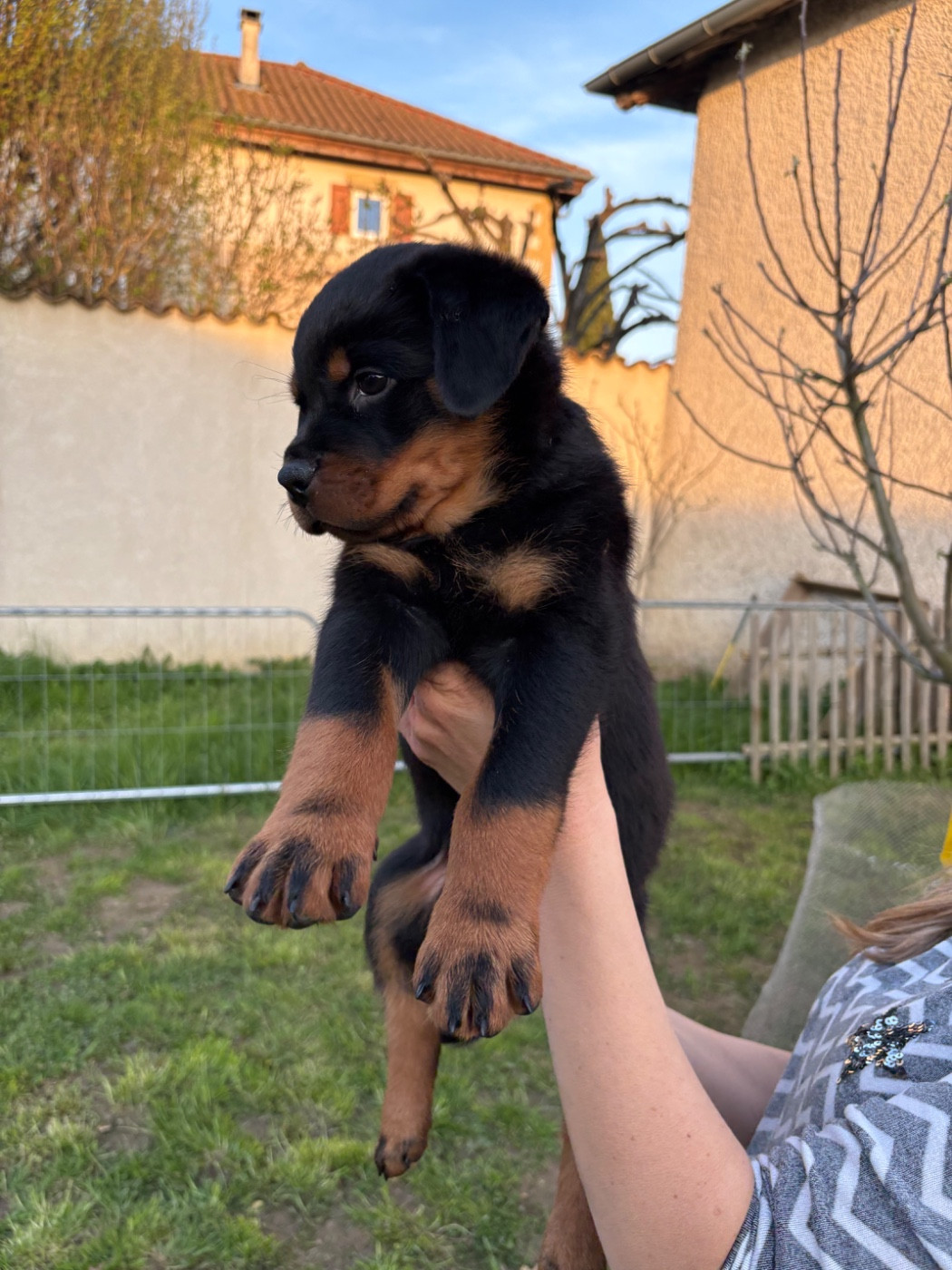 de la Tribu de Rottweil - Chiots disponibles - Rottweiler