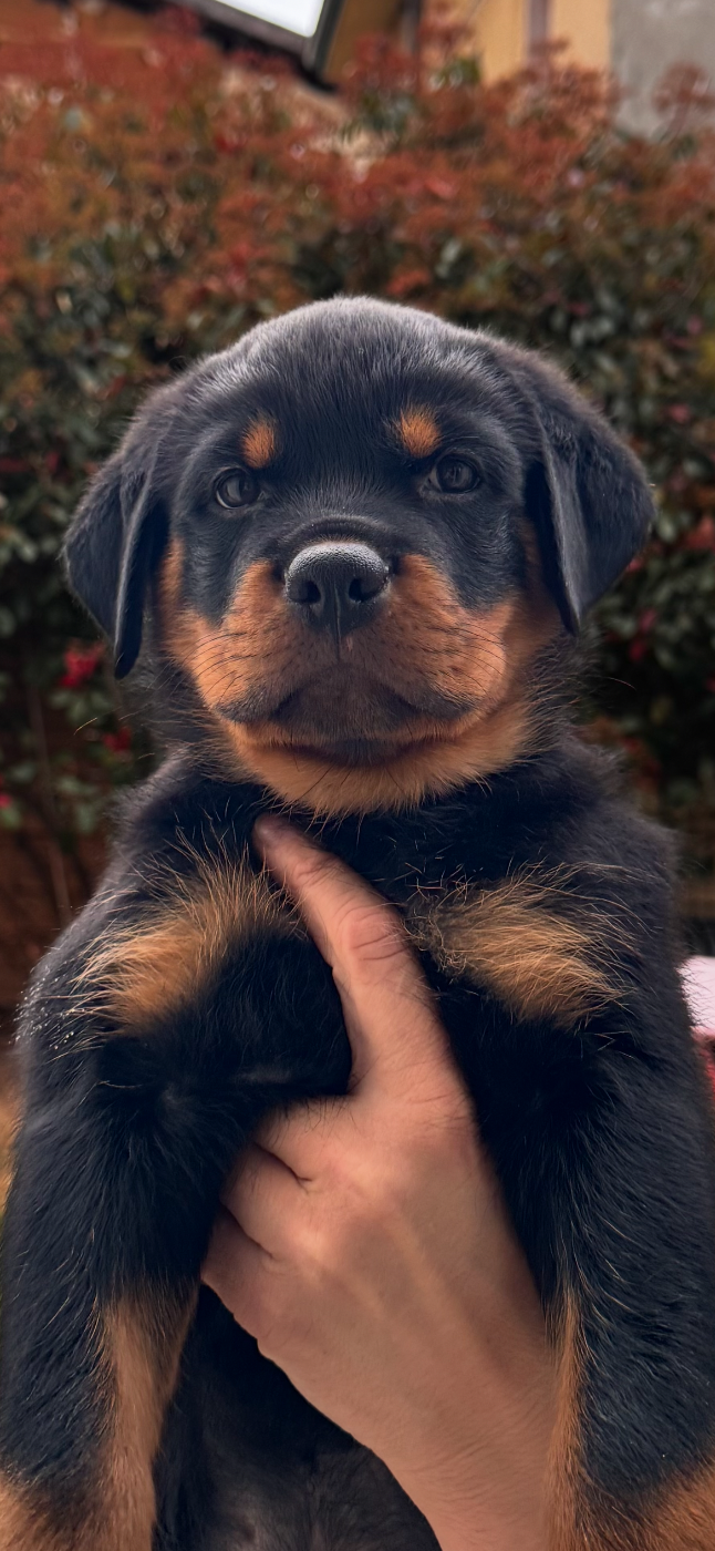 de la Tribu de Rottweil - Chiots disponibles - Rottweiler
