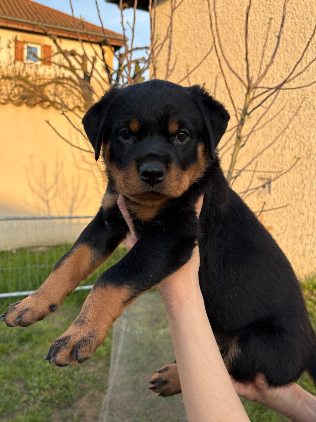 de la Tribu de Rottweil - Chiots disponibles - Rottweiler