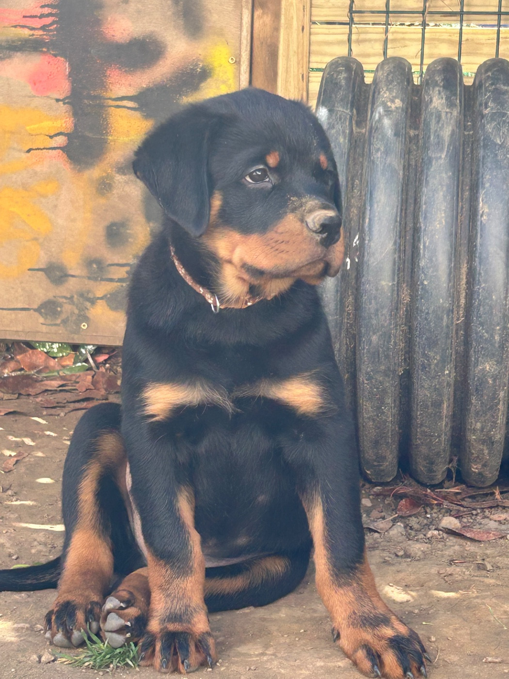 de la Tribu de Rottweil - Chiots disponibles - Rottweiler