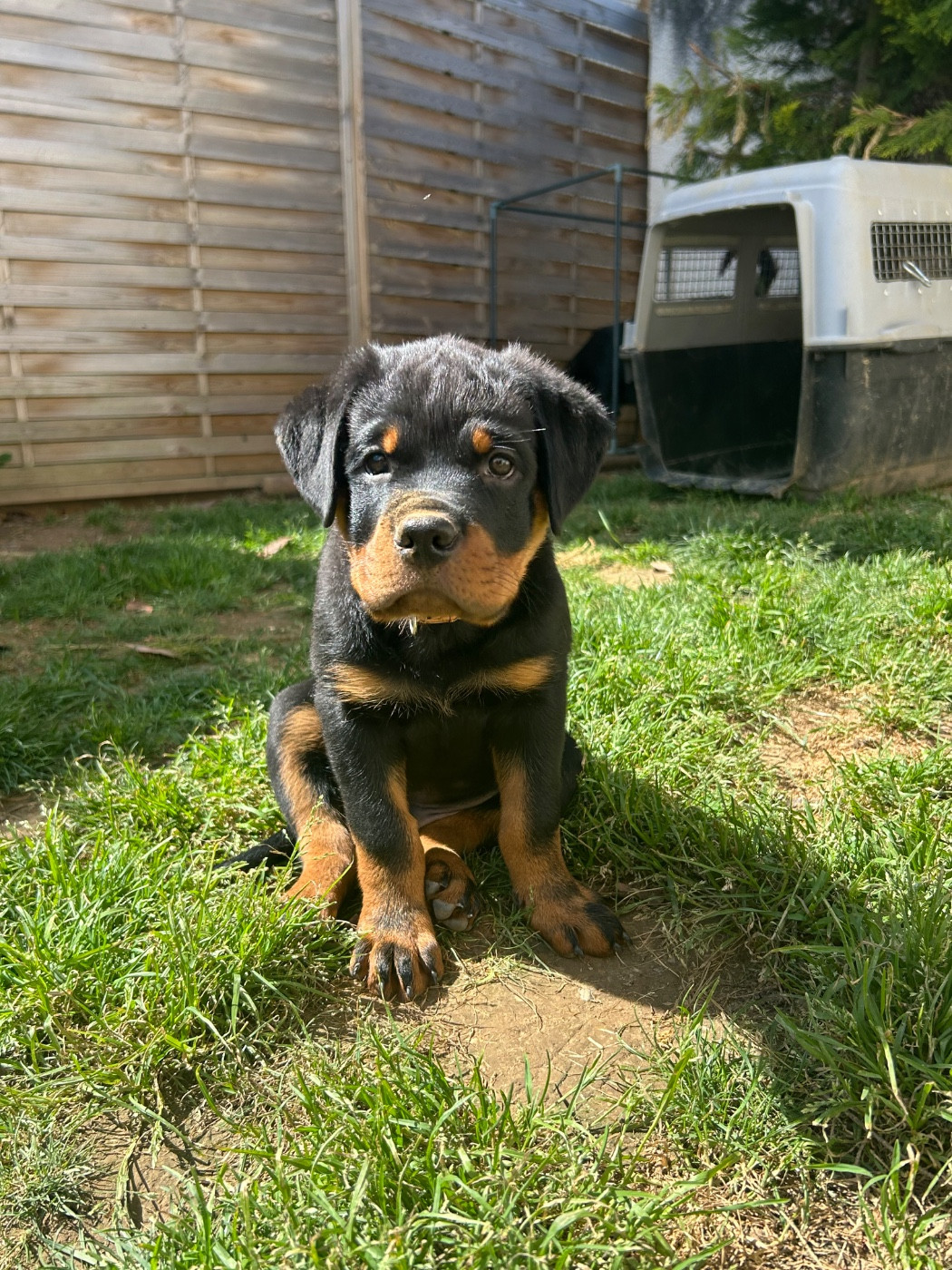 de la Tribu de Rottweil - Chiots disponibles - Rottweiler