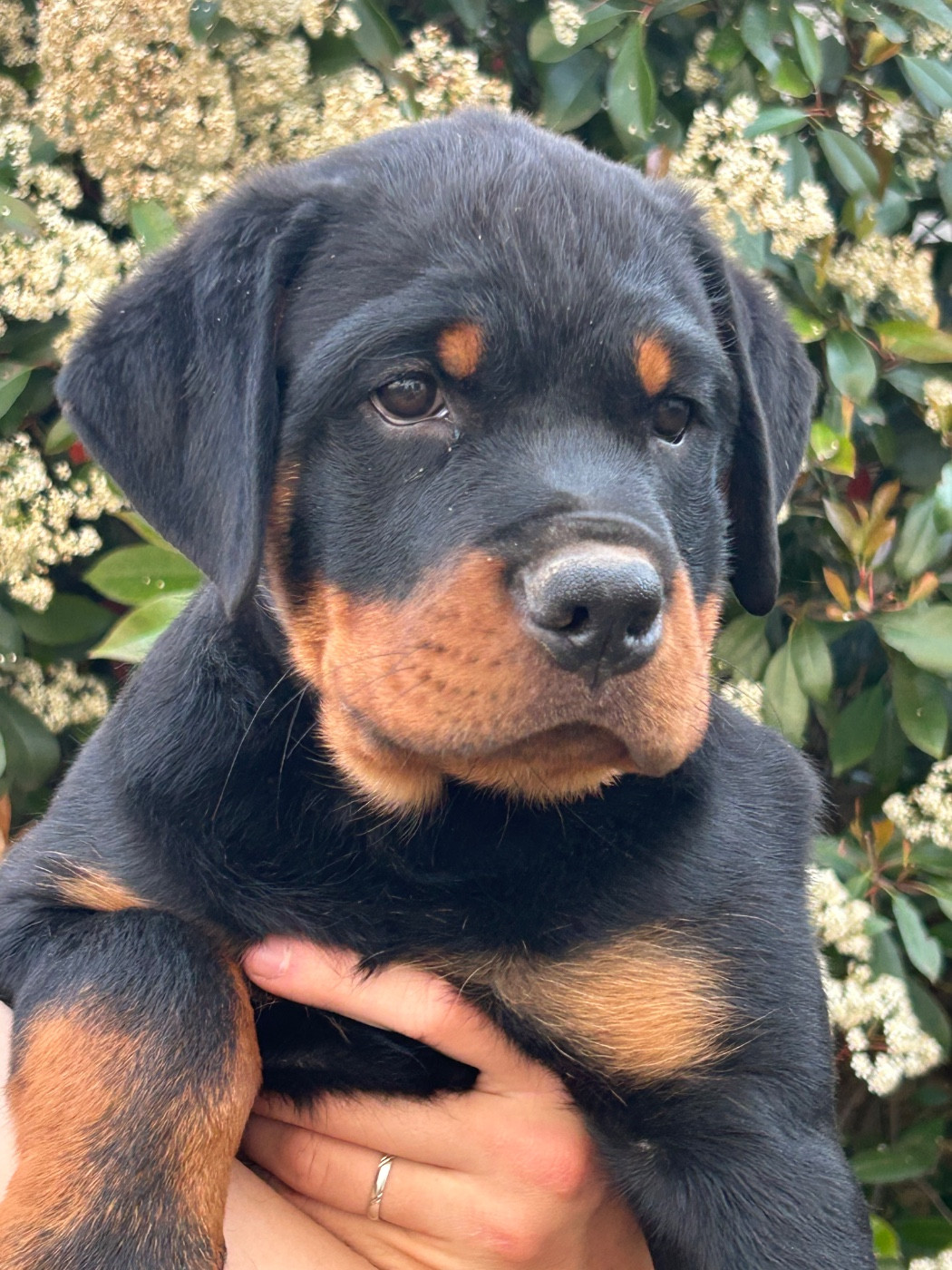 de la Tribu de Rottweil - Chiots disponibles - Rottweiler