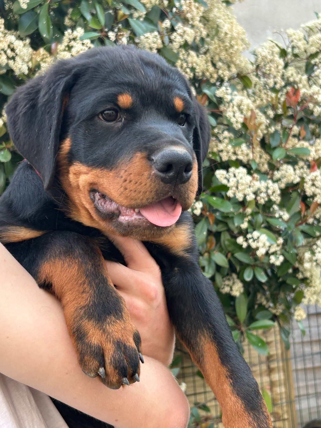 de la Tribu de Rottweil - Chiots disponibles - Rottweiler