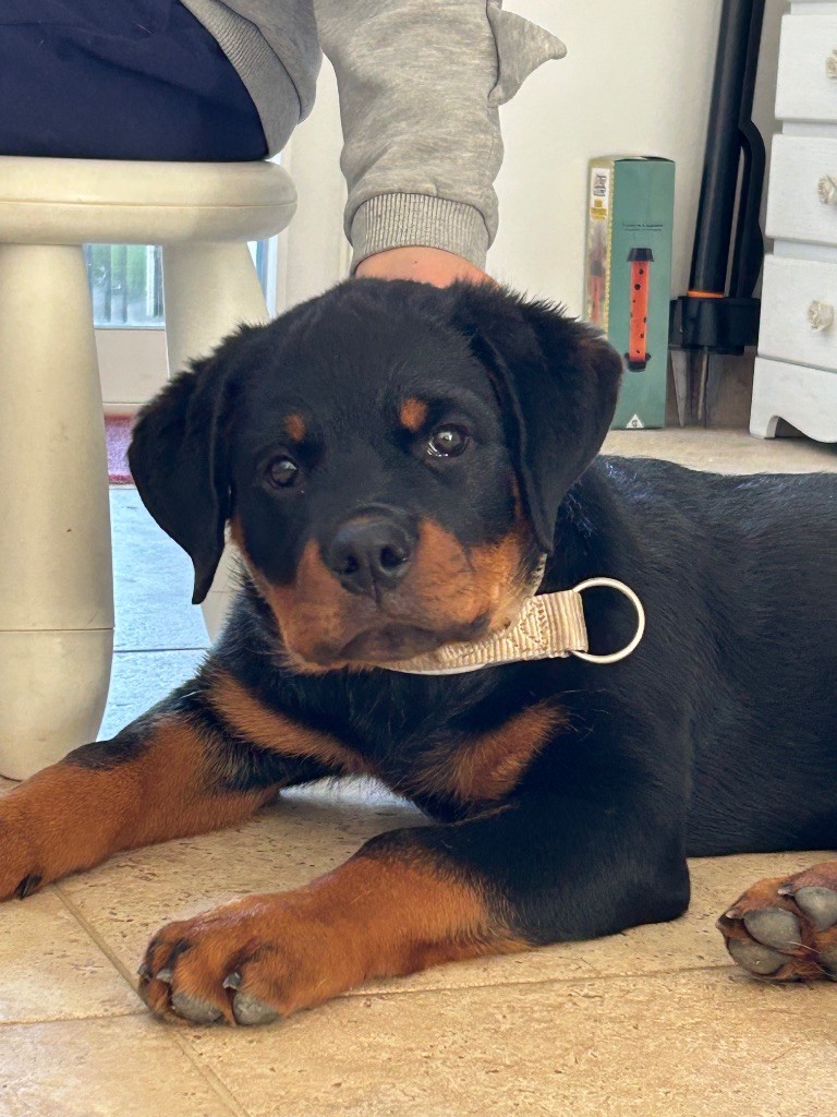 de la Tribu de Rottweil - Chiots disponibles - Rottweiler