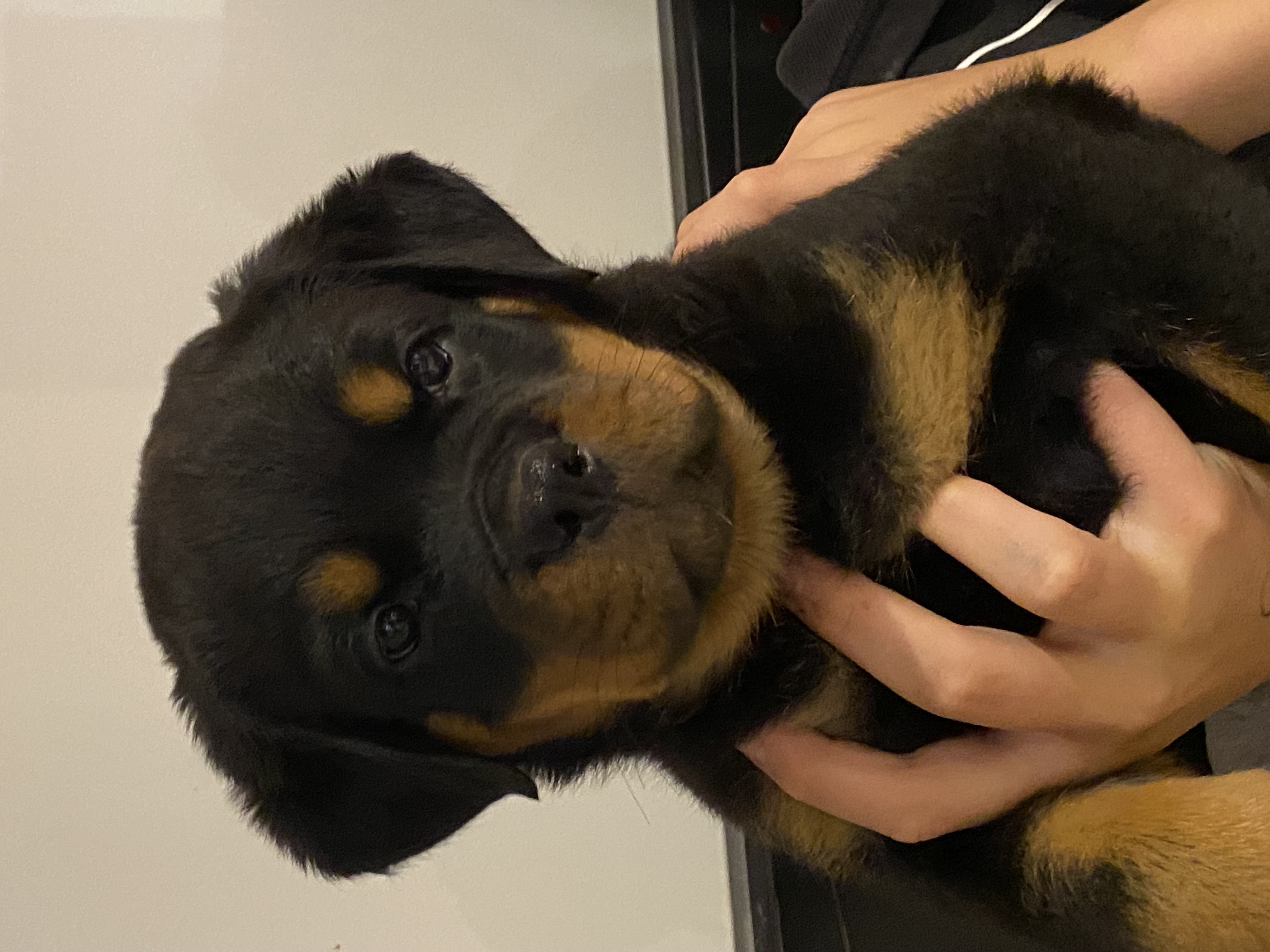 de la Tribu de Rottweil - Rottweiler - Portée née le 20/09/2023