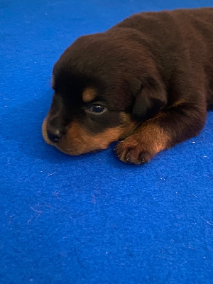 CHIOT